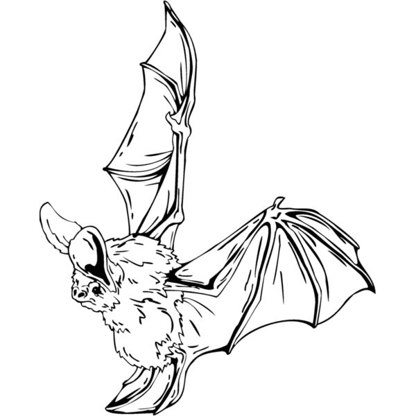 bat Thumbnail