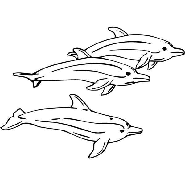dolphins01 Thumbnail