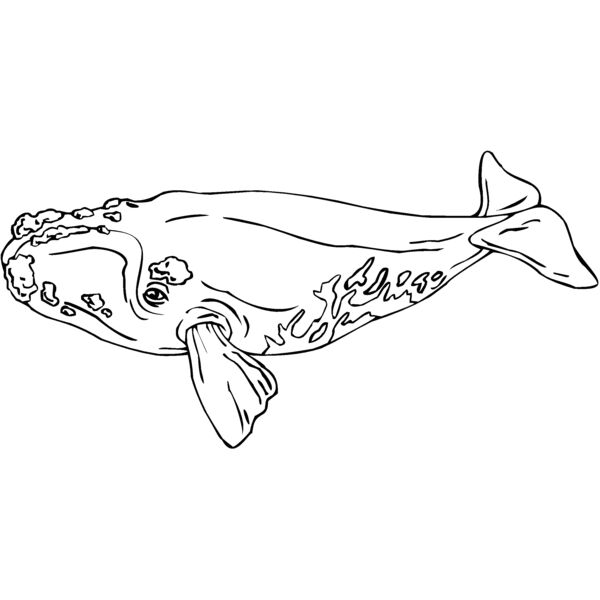 baleen whale Thumbnail