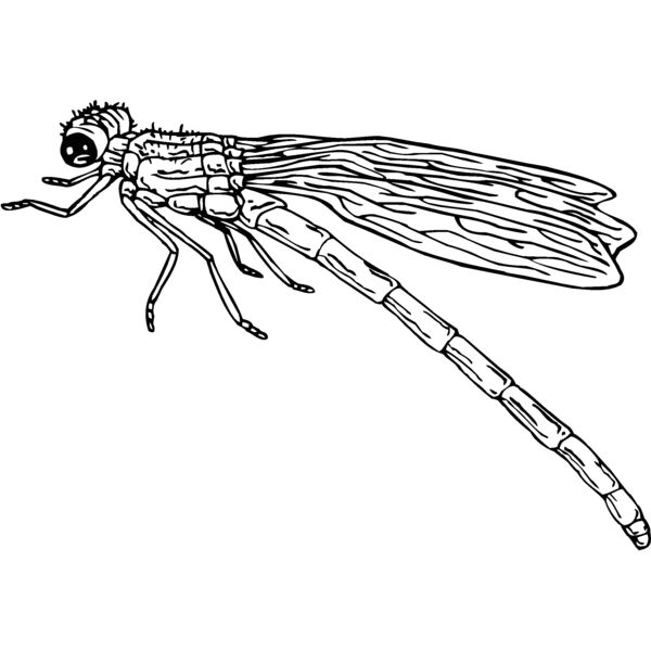 dragonfly2 Thumbnail