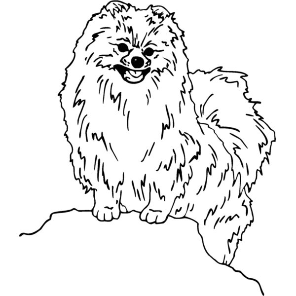 pomeranian Thumbnail