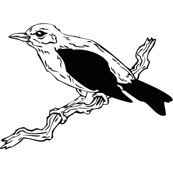 bird15 Thumbnail