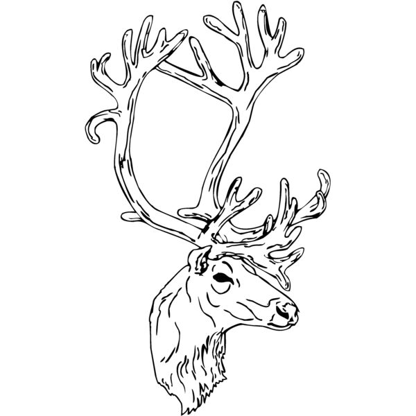caribou2 Thumbnail