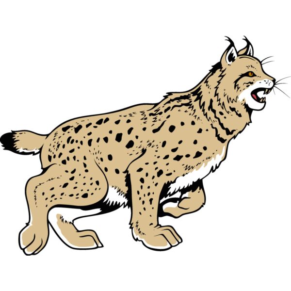 wildcat13v4clr Thumbnail